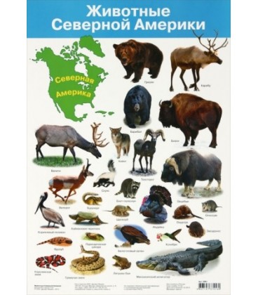 Плакат развивающий «Дрофа Медиа» «Животные Северной Америки»