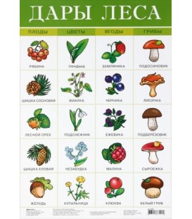 Плакат развивающий «Дрофа Медиа» «Дары леса»