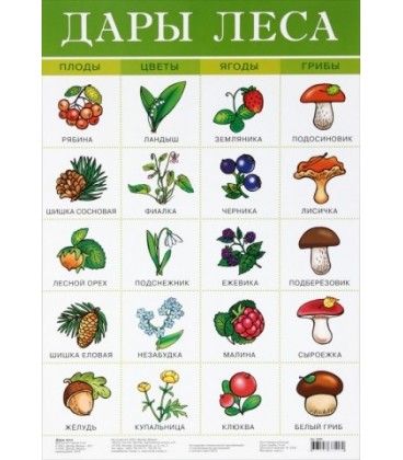 Плакат развивающий «Дрофа Медиа» «Дары леса»