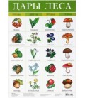 Плакат развивающий «Дрофа Медиа» «Дары леса»