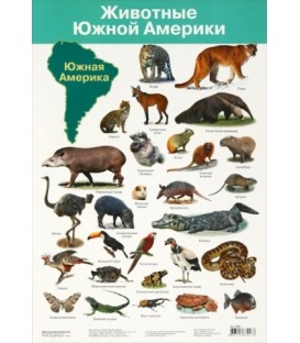 Плакат развивающий «Дрофа Медиа» «Животные Южной Америки»