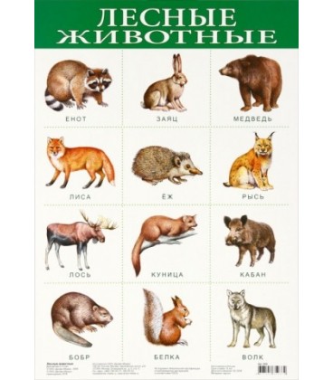 Плакат развивающий «Дрофа Медиа» «Лесные животные»