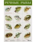 Плакат «Речные рыбы» 420*290 мм