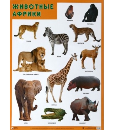 Плакат «Животные Африки» 500*690 мм
