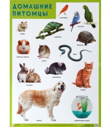 Плакат «Домашние питомцы» 500*690 мм
