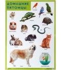 Плакат «Домашние питомцы» 500*690 мм