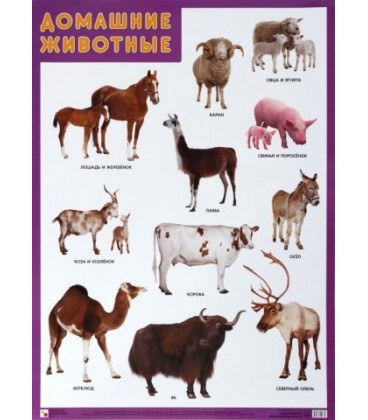 Плакат «Домашние животные» 500*690 мм